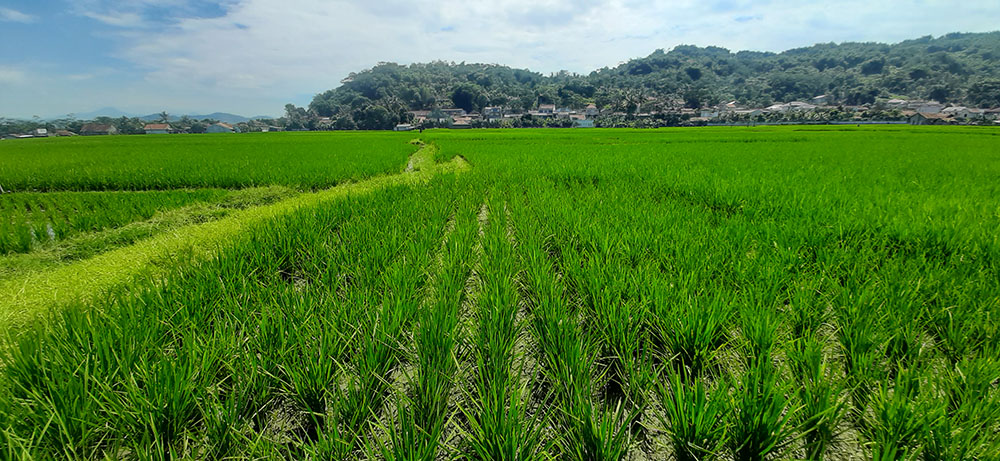 TANAH UNTUK PERUMAHAN ATAU PERMUKIMAN DI CILILIN BANDUNG BARAT 