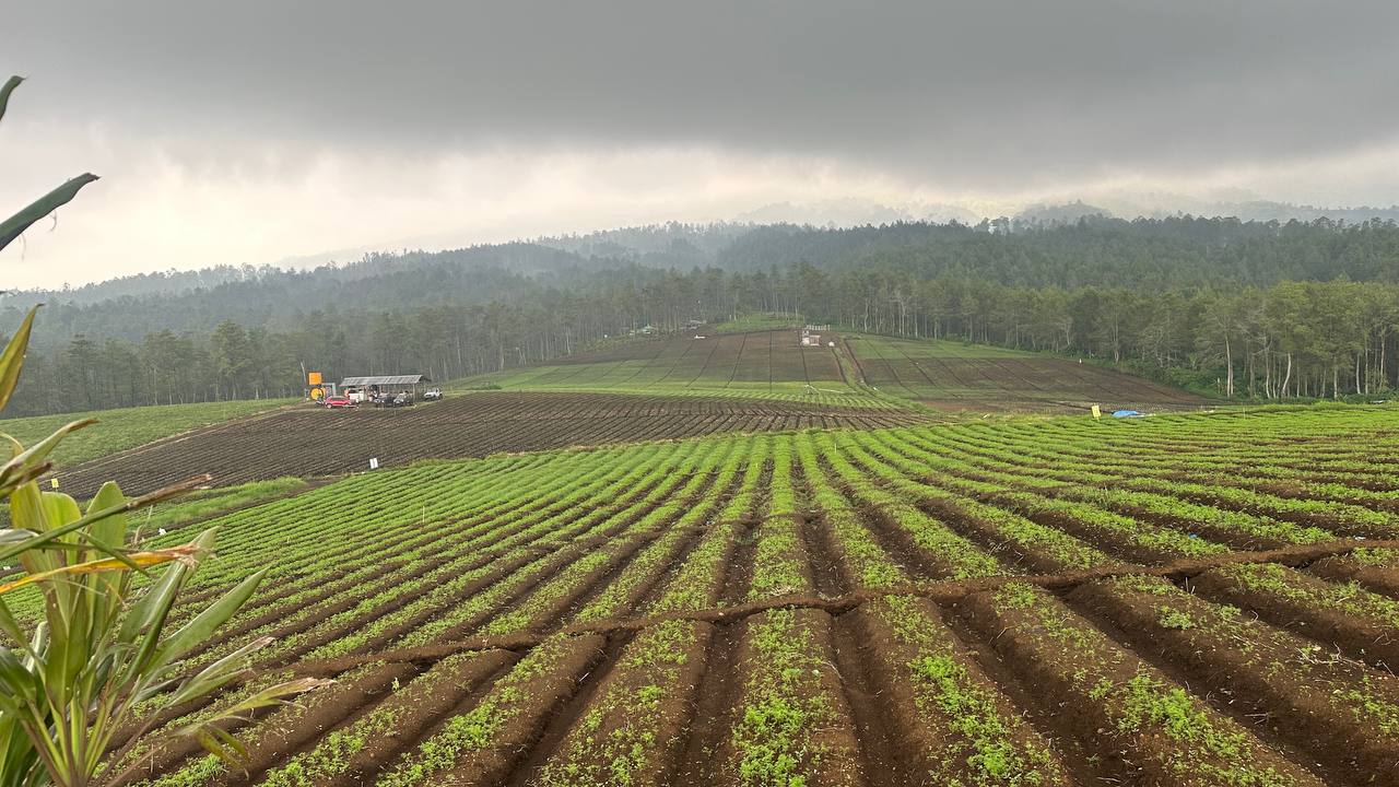Tanah Perkebunan dan Sayur Mayur Murah kota Batu