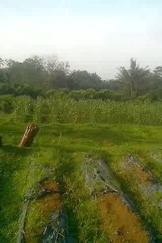 Tanah Kebun Murah di Lereng Gunung Tangkubanperahu Ciater