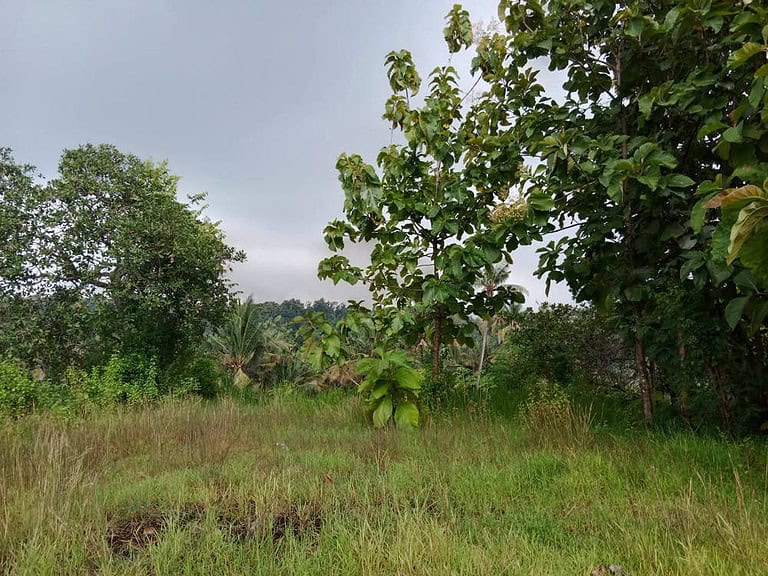 Tanah Murah 5,5 Are Harga 200 Juta Nego Seririt Buleleng