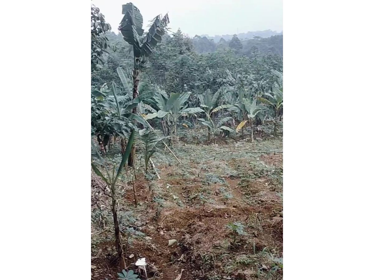 Dijual Cepat Tanah Luas Harga Murah di Sukabumi P1097